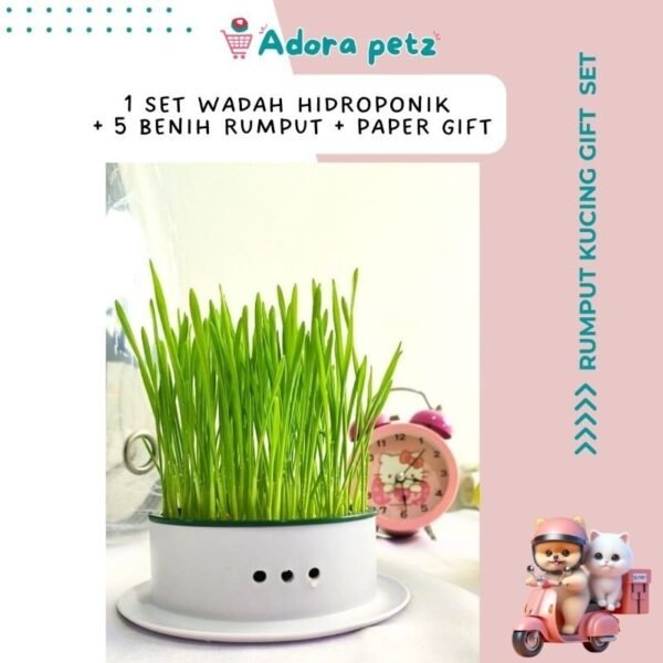 Rumput kucing set, benih rumput kucing