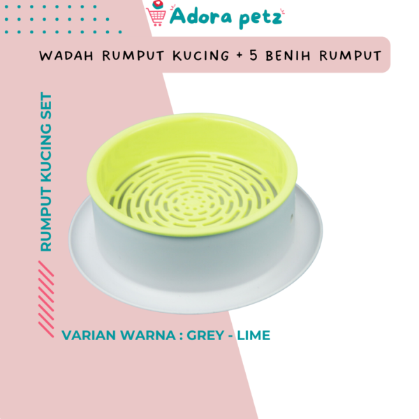 Rumput kucing set, benih rumput kucing - Image 7